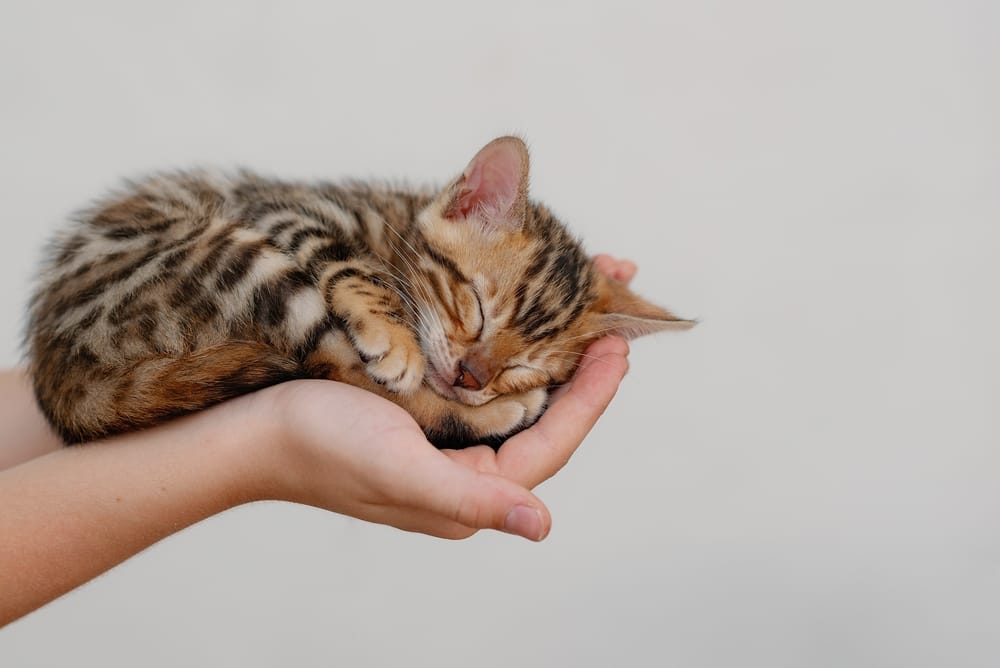 12 Wochen alte Katze liegt auf der Hand