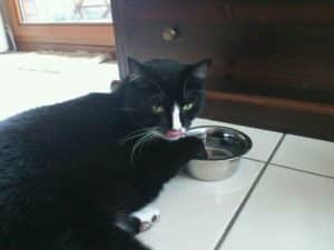 Katzen zum Trinken animieren