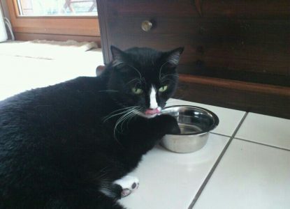 Katzen zum Trinken animieren