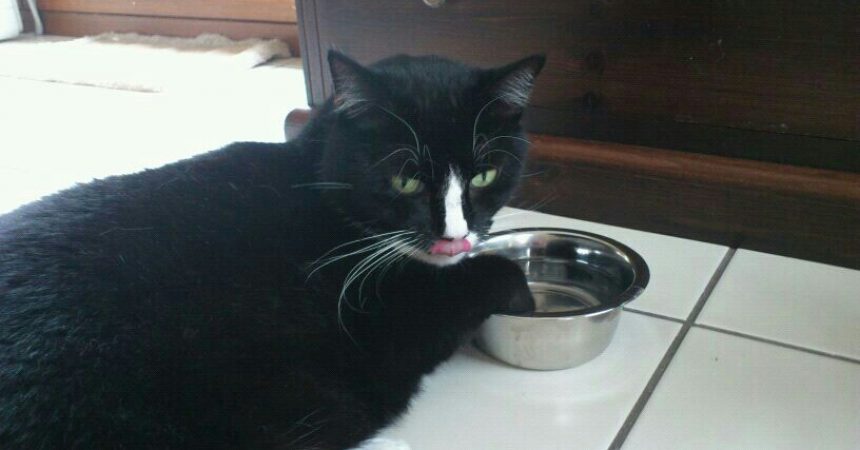 Katzen zum Trinken animieren