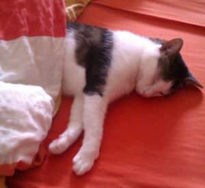 Kann man Katzen erziehen?