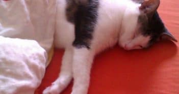 Kann man eine Katze überhaupt erziehen? Kann man Katzen erziehen?