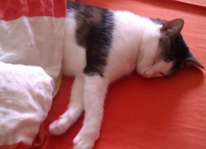 Kann man Katzen erziehen?
