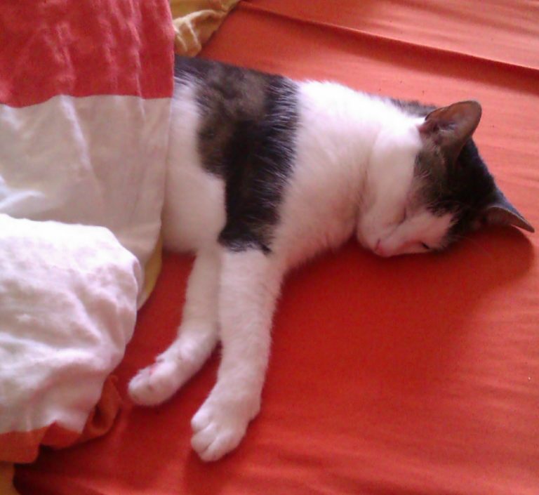Kann man Katzen erziehen?