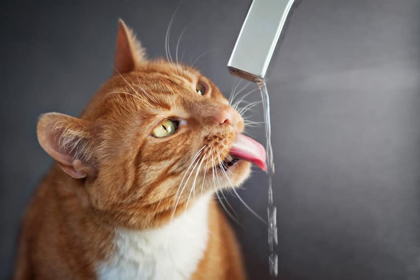 Katze Trinkverhalten analysieren