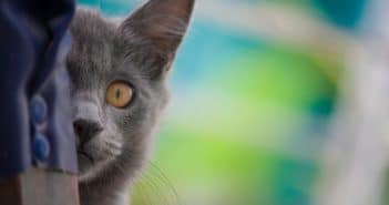 14 Gefahren für Katzen im Haushalt – Darauf solltest du unbedingt achten! Gefahren für Katzen