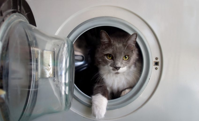 Gefahrenquellen für Katzen: Waschmaschine und Trockner