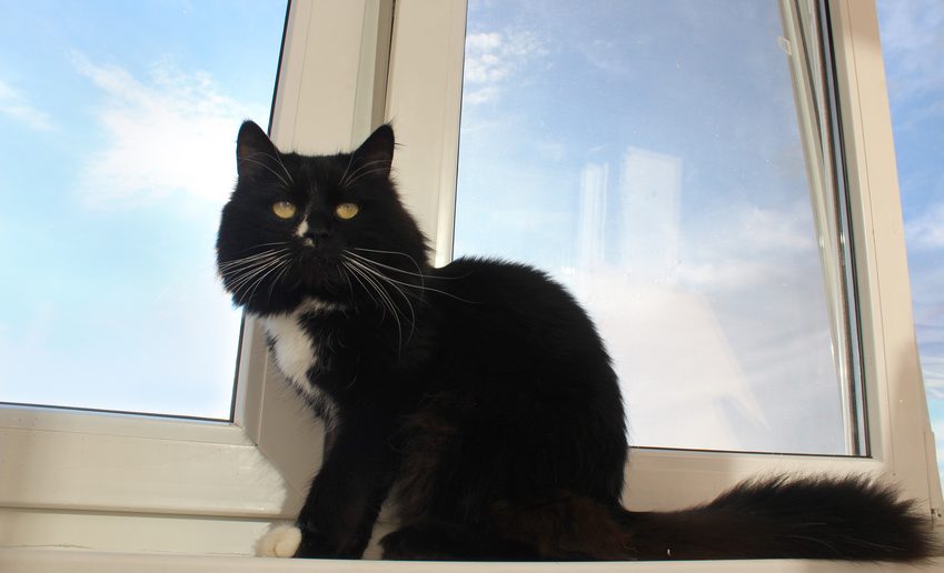 14 Gefahren für Katzen im Haushalt