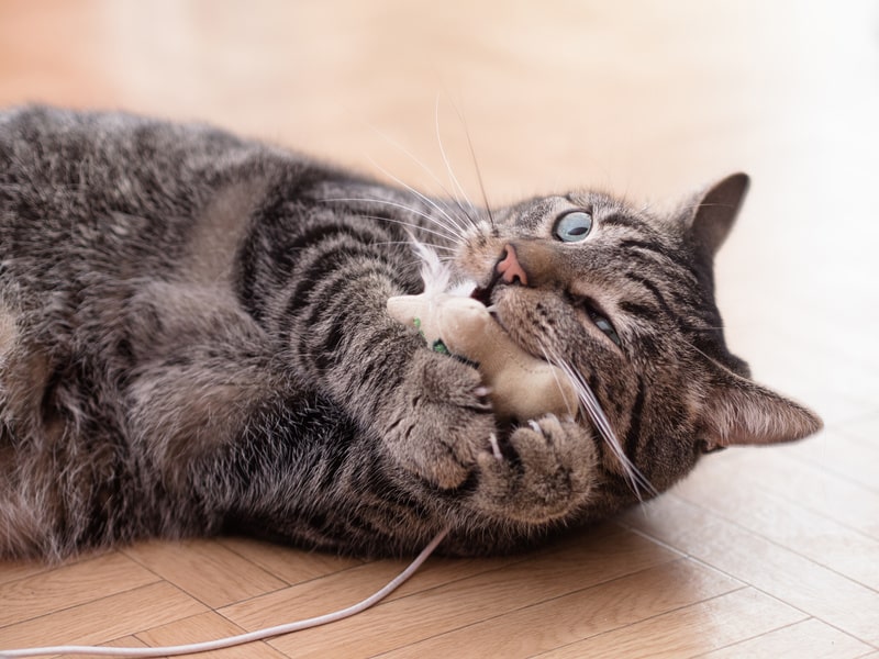 Katzen Wohnungshaltung - Katzenspielzeug ist wichtig, wenn man Katzen in der Wohnung halten will
