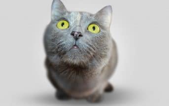 Durchfall Bei Katzen Das Ist Zu Tun Schritt Für Schritt