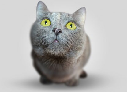 Katzenurin entfernen