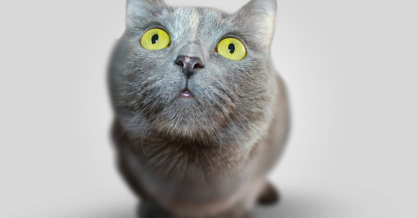Katzenurin entfernen