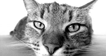 Unsauberkeit bei Katzen – Das kannst du dagegen tun Unsauberkeit bei Katzen
