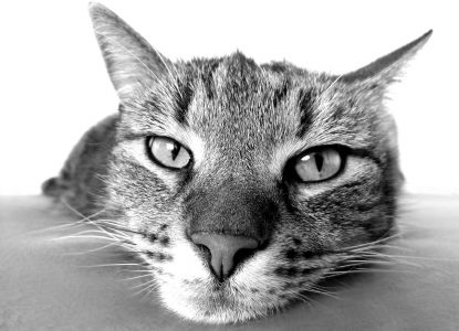 Unsauberkeit bei Katzen