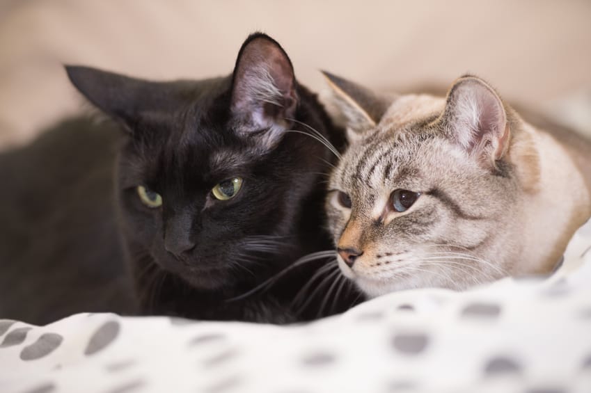 Bild: Zwei Katzen schmusen - Immer mindesten 2 Katzen halten