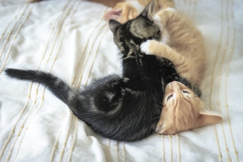 Bild: Katze nicht alleine halten - Wohnungskatzen - Spielen, Toben, Schmusen, Putzen