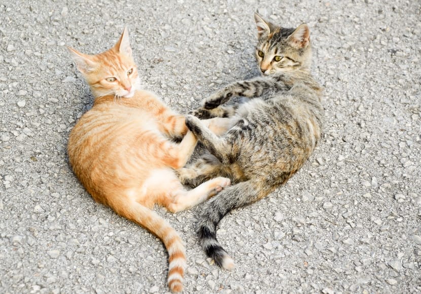 Bild: Katzen mit Freigang - keine Einzelgänger