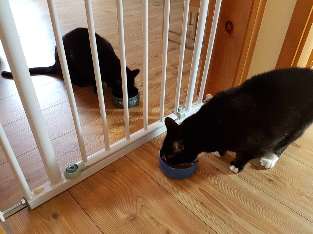 Bild: Katzen zusammenführen, aneinander gewöhnen, Katzen fressen zusammen