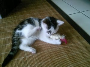 Grundausstattung für eine Katze