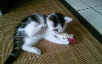 Katze Hat Schuppen Das Kannst Du Dagegen Machen