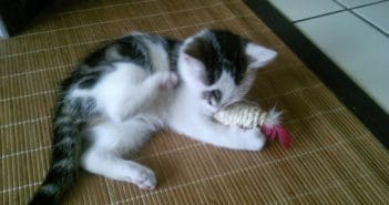 Dieses Katzen Zubehör gehört in dein Katzen Starter-Set – Deine Katzen Grundausstattung Grundausstattung für eine Katze
