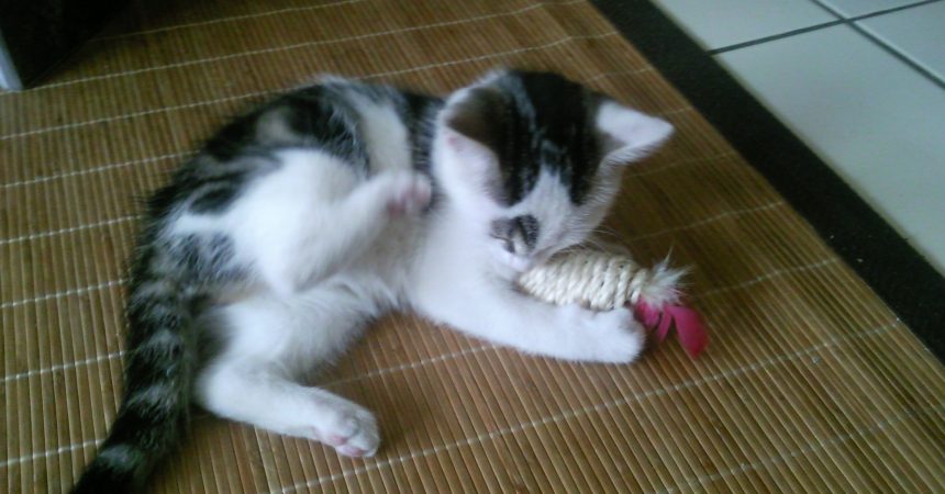 Grundausstattung für eine Katze