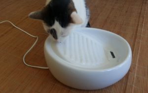 Bild / Foto: Lucky Kitty Katzenbrunnen Test