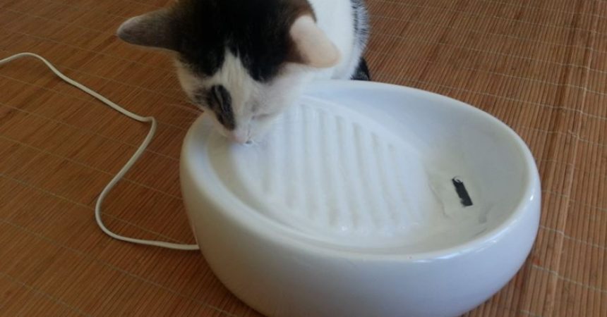 Bild / Foto: Lucky Kitty Katzenbrunnen Test
