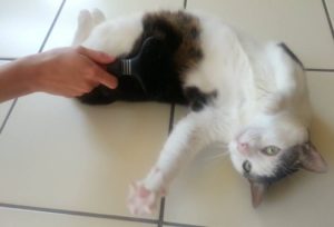 Fellpflege bei Katzen