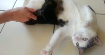 Fellpflege bei Katzen – alles zu Fellwechsel, Bürsten und Ernährung Fellpflege bei Katzen