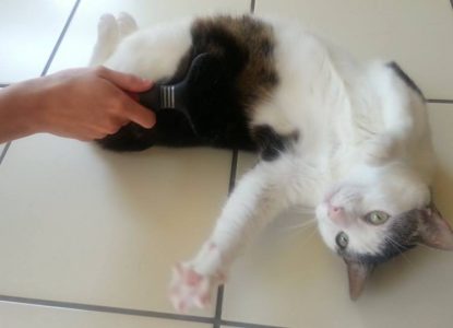 Fellpflege bei Katzen