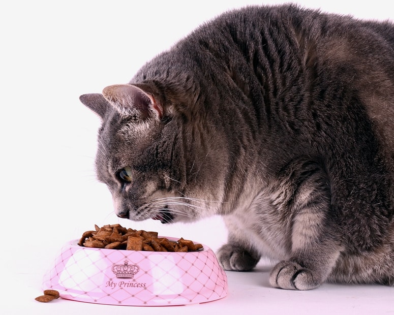 Eine Dicke Katze frisst Trockenfutter. Sie hätte dringend eine Katzen-Diät nötig!