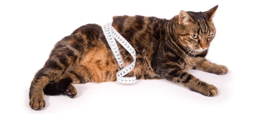 Dicke Katze mit Maßband um den Bauch braucht dringend eine Diät (abnehmen)