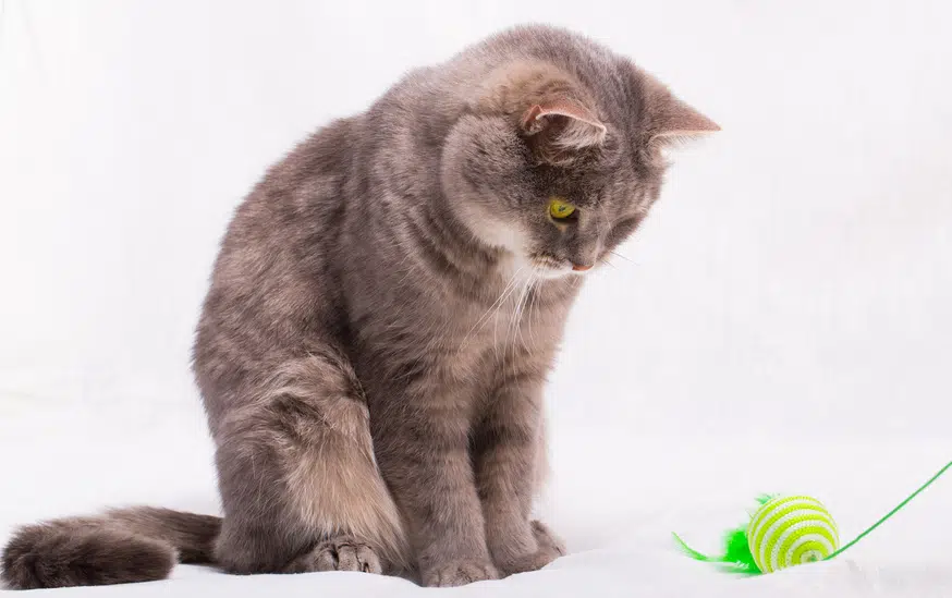Dicke Katzen brauchen mehr Bewegung um anzunehmen. Die Katzenangel ist hervorragend für die Katzendiät