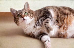 Katze Diät - Dicke Katze liegt auf dem Boden. Deutlich sind die Fettpolster zu sehen