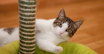 Darum sind Kratzbäume so wichtig für Katzen Kratzbaum Katze