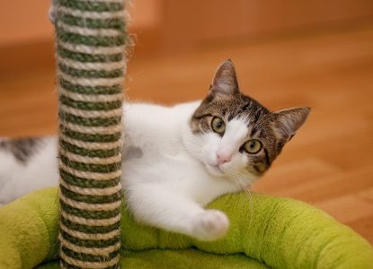 Kratzbaum Katze