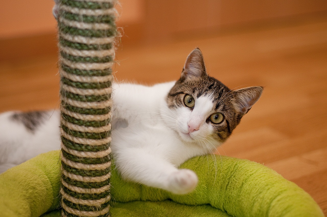 Partnersuche für katzen