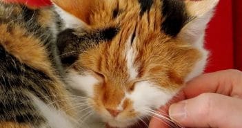 10 Tipps für eine harmonische Beziehung zwischen Katze und Mensch Harmonisches Zusammenleben mit einer Katze