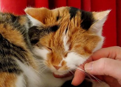 Harmonisches Zusammenleben mit einer Katze