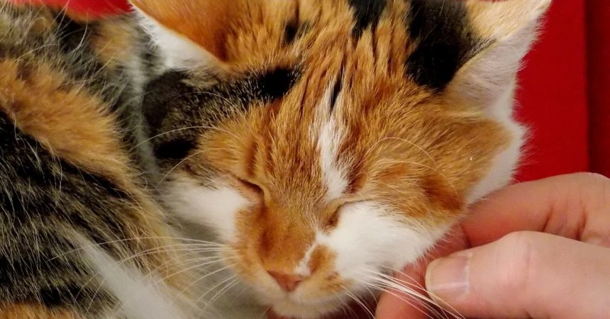 Harmonisches Zusammenleben mit einer Katze