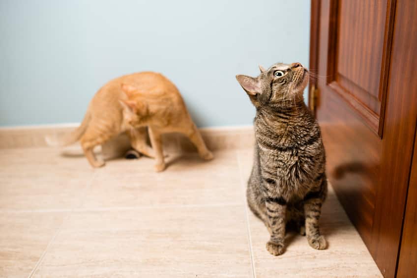 Katzen Vergesellschaften Altersunterschied