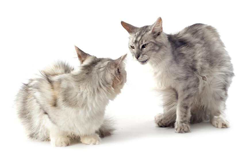 Katzenzusammenführung - Folgen, Streit, Kämpfe, Mobbing