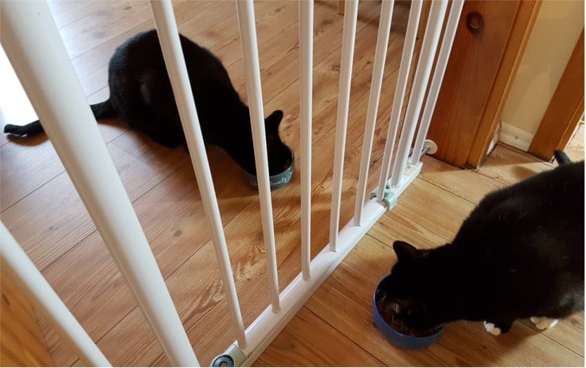 Katzen aneinander gewöhnen