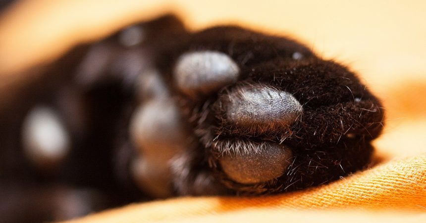 Pflege für Katzen-Pfoten