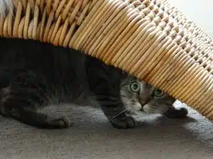 katze aus socken selber machen, 10 tipps gegen unsauberkeit bei katzen - das kannst du machen, wenn, Design ideen