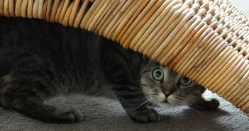 10 Tipps gegen Unsauberkeit bei Katzen – Das kannst du machen, wenn deine Katze überall hinpinkelt 10 Tipps gegen Unsauberkeit bei Katzen