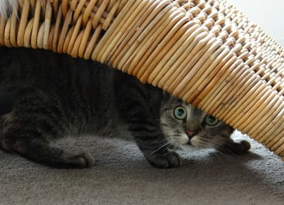 10 Tipps gegen Unsauberkeit bei Katzen