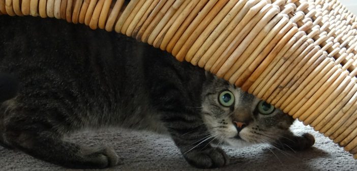 katze macht kein pipi