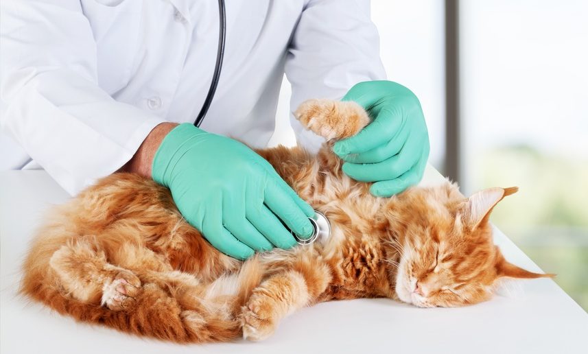 10 wirksame Tipps gegen Unsauberkeit bei Katzen - Das hilft wirklich, wenn deine Katze überall hinpinkelt